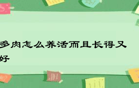 多肉怎么养活而且长得又好