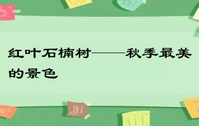 红叶石楠树——秋季最美的景色