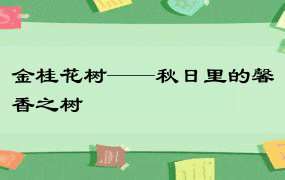 金桂花树——秋日里的馨香之树