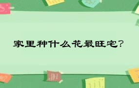 家里种什么花最旺宅？