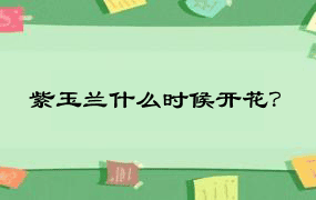 紫玉兰什么时候开花？