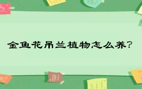 金鱼花吊兰植物怎么养？