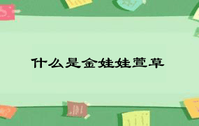 什么是金娃娃萱草