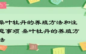 桑叶牡丹的养殖方法和注意事项 桑叶牡丹的养殖方法