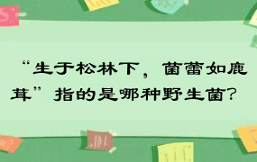 “生于松林下，菌蕾如鹿茸”指的是哪种野生菌？