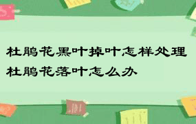 杜鹃花黑叶掉叶怎样处理 杜鹃花落叶怎么办