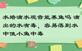 水培滴水观音能养鱼吗 滴出的水有毒，容易落到水中使小鱼中毒