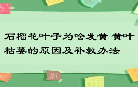 石榴花叶子为啥发黄 黄叶枯萎的原因及补救办法