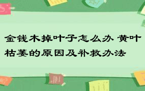 金钱木掉叶子怎么办 黄叶枯萎的原因及补救办法