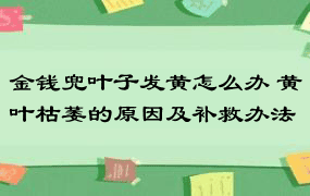 金钱兜叶子发黄怎么办 黄叶枯萎的原因及补救办法