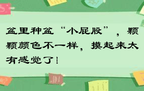 盆里种盆“小屁股”，颗颗颜色不一样，摸起来太有感觉了！