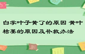 白掌叶子黄了的原因 黄叶枯萎的原因及补救办法