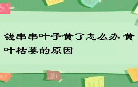 钱串串叶子黄了怎么办 黄叶枯萎的原因