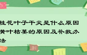 桂花叶子干尖是什么原因 黄叶枯萎的原因及补救办法