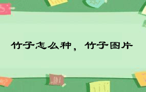 竹子怎么种，竹子图片