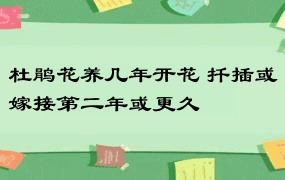 杜鹃花养几年开花 扦插或嫁接第二年或更久