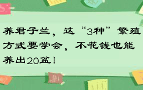 养君子兰，这“3种”繁殖方式要学会，不花钱也能养出20盆！