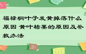 福禄桐叶子发黄掉落什么原因 黄叶枯萎的原因及补救办法