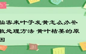 仙客来叶子发黄怎么办补救处理方法 黄叶枯萎的原因