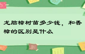 龙脑樟树苗多少钱，和香樟的区别是什么