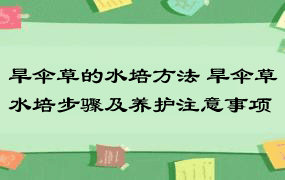 旱伞草的水培方法 旱伞草水培步骤及养护注意事项