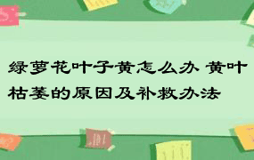 绿萝花叶子黄怎么办 黄叶枯萎的原因及补救办法