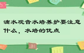 滴水观音水培养护要注意什么，水培的优点