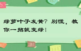 绿萝叶子发黄？别慌，教你一招就变绿！