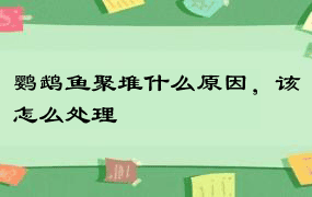 鹦鹉鱼聚堆什么原因，该怎么处理