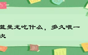 蓝曼龙吃什么，多久喂一次