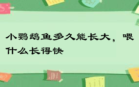 小鹦鹉鱼多久能长大，喂什么长得快