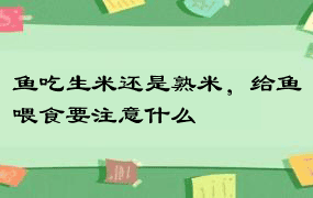 鱼吃生米还是熟米，给鱼喂食要注意什么