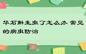 华石斛生虫了怎么办 常见的病虫防治