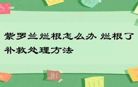 紫罗兰烂根怎么办 烂根了补救处理方法