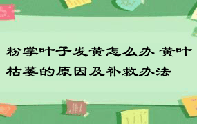 粉掌叶子发黄怎么办 黄叶枯萎的原因及补救办法