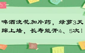 啤酒浇花加片药，绿萝3天蹿上墙，长寿能开4、5次！