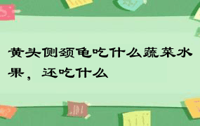 黄头侧颈龟吃什么蔬菜水果，还吃什么