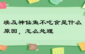 埃及神仙鱼不吃食是什么原因，怎么处理