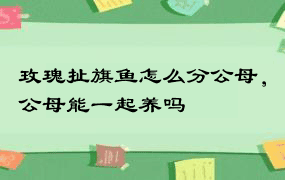 玫瑰扯旗鱼怎么分公母，公母能一起养吗