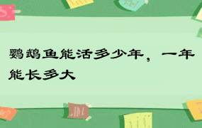 鹦鹉鱼能活多少年，一年能长多大