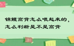 锦鲤高背怎么喂起来的，怎么判断是不是高背