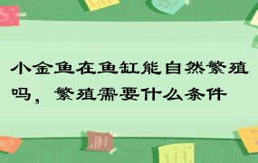 小金鱼在鱼缸能自然繁殖吗，繁殖需要什么条件