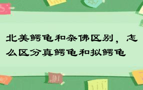 北美鳄龟和杂佛区别，怎么区分真鳄龟和拟鳄龟