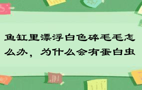 鱼缸里漂浮白色碎毛毛怎么办，为什么会有蛋白虫