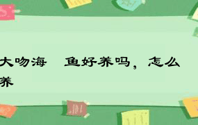 大吻海蠋鱼好养吗，怎么养