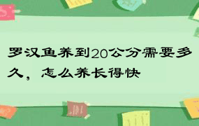 罗汉鱼养到20公分需要多久，怎么养长得快