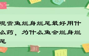 观赏鱼烂身烂尾最好用什么药，为什么鱼会烂身烂尾