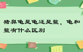 猪鼻龟是龟还是鳖，龟和鳖有什么区别