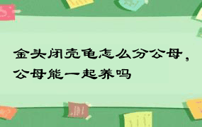 金头闭壳龟怎么分公母，公母能一起养吗