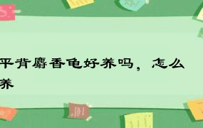 平背麝香龟好养吗，怎么养